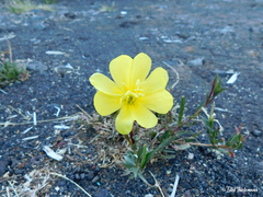 Oenothera stricta stricta
