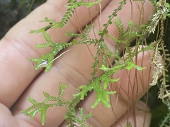 Selaginella brisbanensis