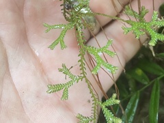 Selaginella brisbanensis