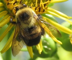Bombus griseocollis