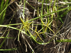 Cyperus bowmanni