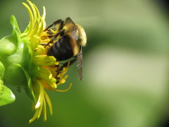 Bombus griseocollis