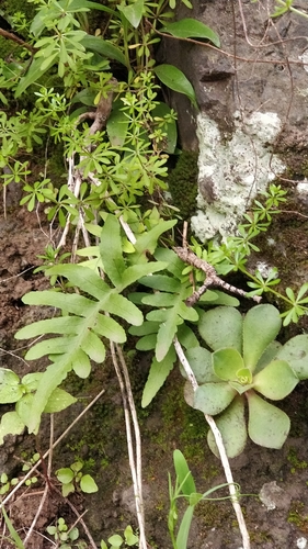 Canary Islands polypody