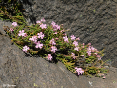 Ourisia microphylla