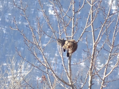 Bobcat photographed in Nevada