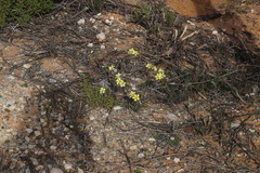 Oxalis pes-caprae sericea