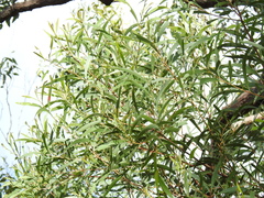 Acacia leiocalyx herveyensis