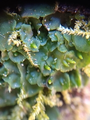 Notothyladaceae