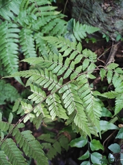 Ctenitis subglandulosa