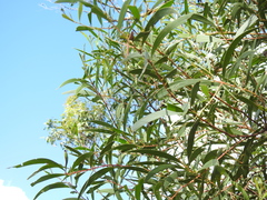 Acacia leiocalyx herveyensis