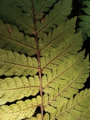 Ctenitis subglandulosa