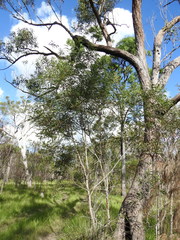 Acacia leiocalyx herveyensis