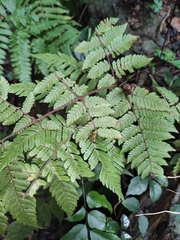 Ctenitis subglandulosa