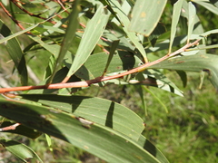 Acacia leiocalyx herveyensis