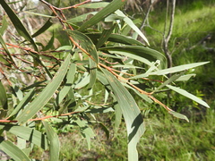 Acacia leiocalyx herveyensis