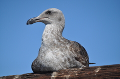 Larus occidentalis