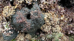 Pyura praeputialis