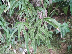 Pteris multifida