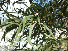 Acacia leiocalyx herveyensis