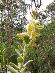 Crotalaria flavicoma