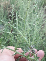 Naupactus sulphurifer