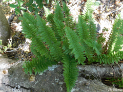 Polystichum plicatum