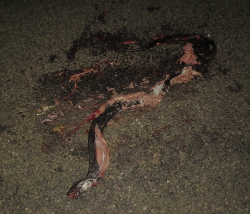 Blue-bellied Black Snake sighting