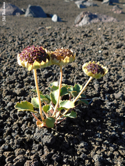 Pozoa coriacea