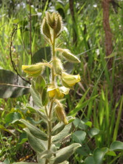 Crotalaria flavicoma