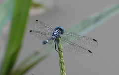 Micrathyria ocellata