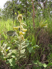 Crotalaria flavicoma