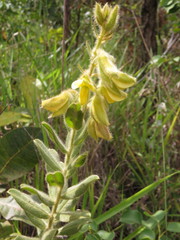 Crotalaria flavicoma