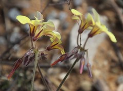 Oxalis pes-caprae sericea