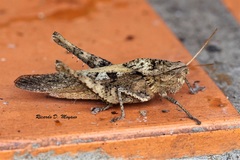 Xyleus discoideus