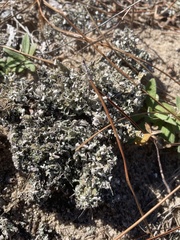 Cladonia prostrata
