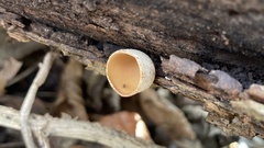 Schizophyllum amplum