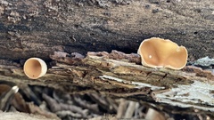 Schizophyllum amplum