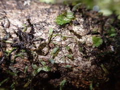 Hymenophyllum armstrongii