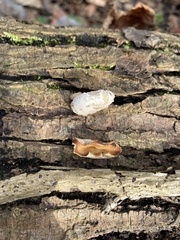 Schizophyllum amplum