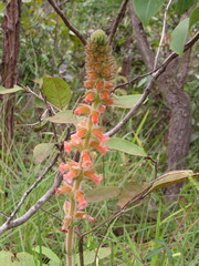 Sinningia allagophylla