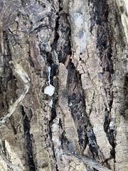 Schizophyllum amplum