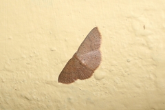 Lepidoptera