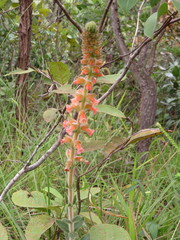Sinningia allagophylla
