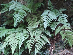 Ctenitis subglandulosa