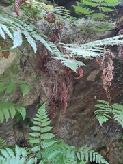 Ctenitis subglandulosa