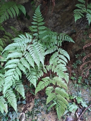 Ctenitis subglandulosa