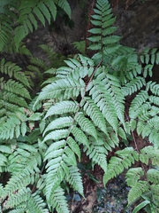 Ctenitis subglandulosa