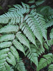 Ctenitis subglandulosa