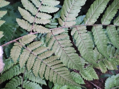 Ctenitis subglandulosa