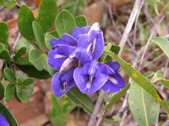 Periandra mediterranea